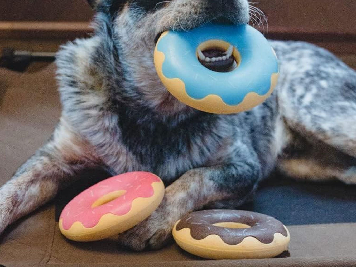 ZippyTuff Donutz | Durable Squeaky Dog Toy | For Aggressive Chewers | ZippyPaws