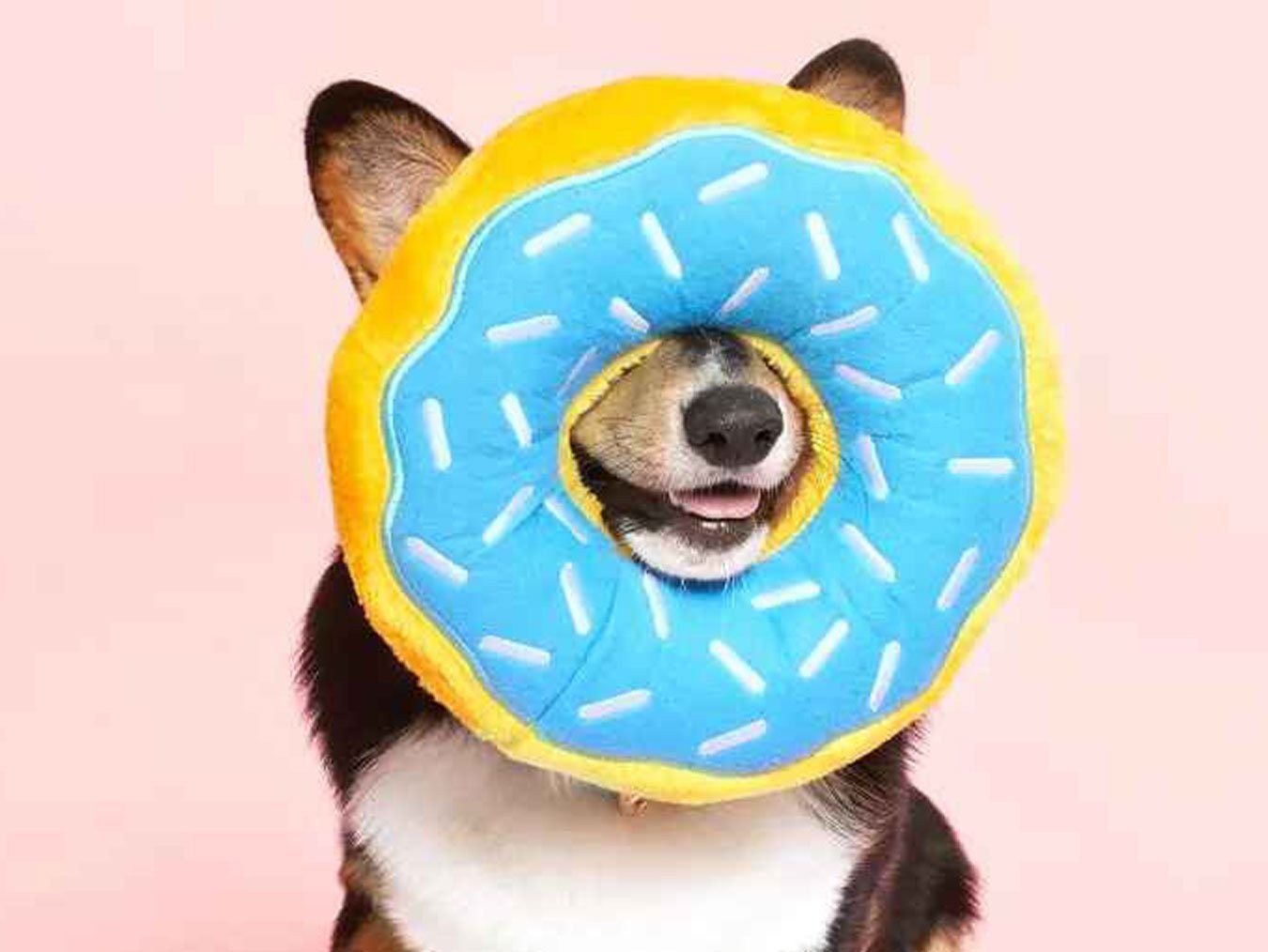 Donutz | Squeaky Plush Dog Toy | Machine Washable | Suitable for All Dogs | ZippyPaws