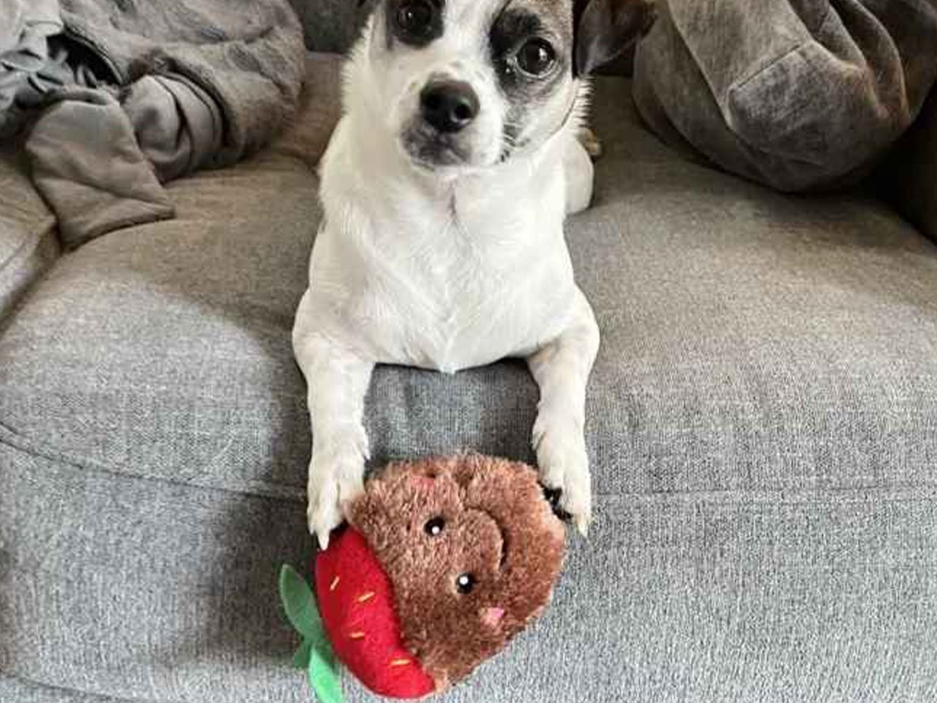Miniz 3-Pack Chocolate Covered Strawberries | Squeaky Plush Dog Toy | Small Medium Breeds | Machine Washable | ZippyPaws