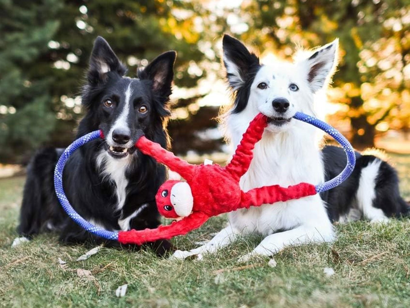RopeTugz | Durable Squeaky Chew Dog Toy | For Average to Aggressive Chewers | Machine Washable | ZippyPaws